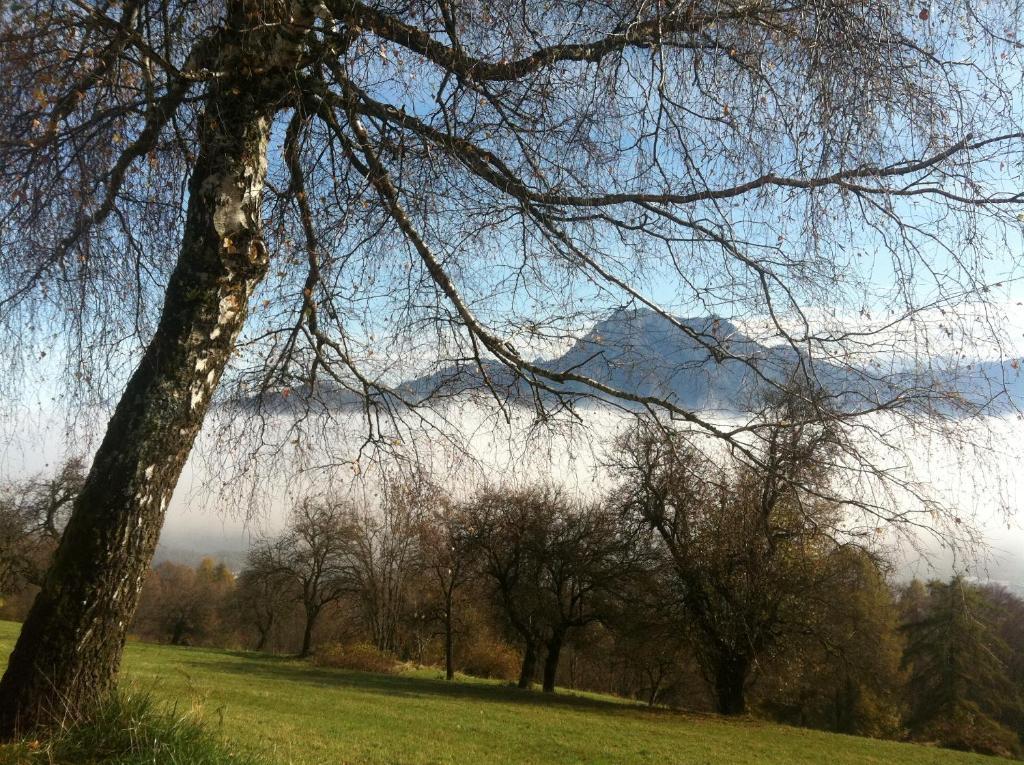 Apartment Parkvilla Traunsee Altmünster Buitenkant foto